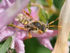 Nomada bifasciata